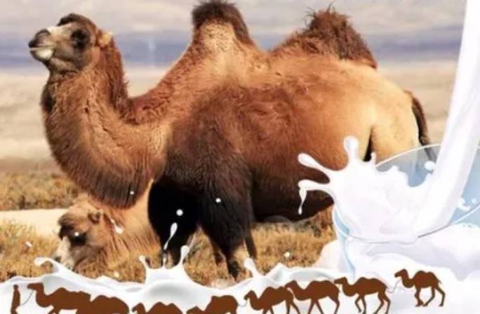 正宗的驼奶多少钱一罐啊建议收藏转发