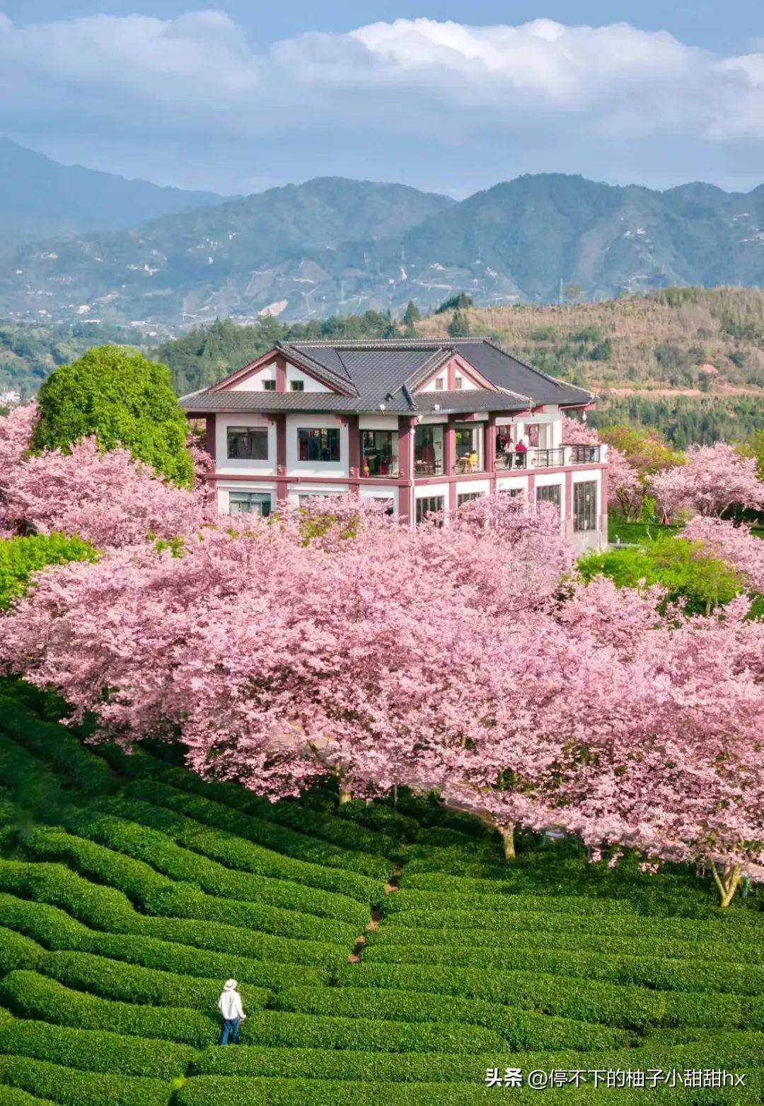 万亩樱花绽放惊艳国家地理比日本樱花壮观五倍赶快启程赏花吧