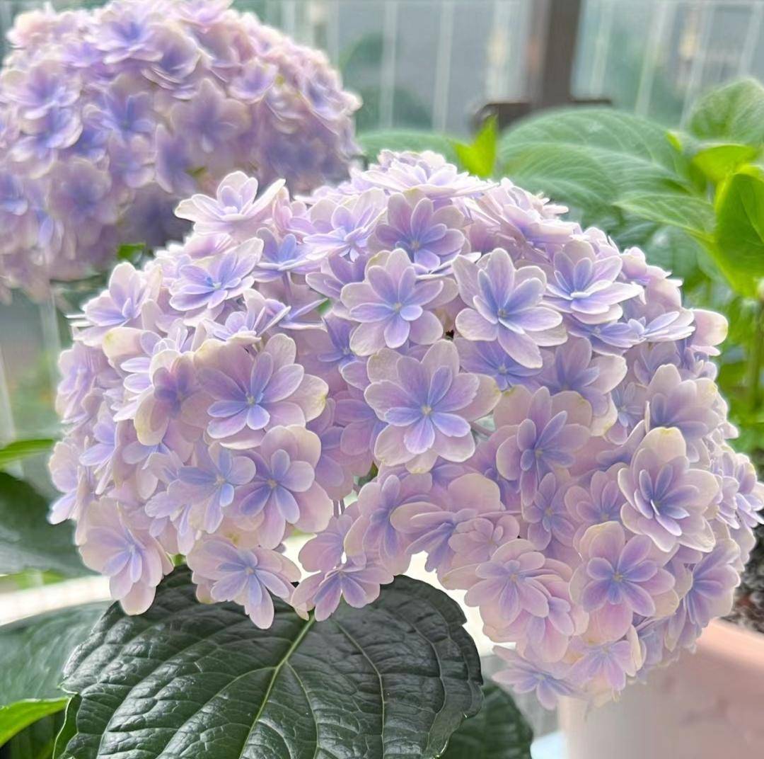 公认华丽大气的10种花盘点