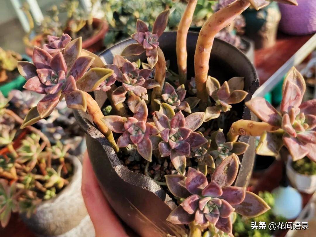 便宜好养的阿伦陪粉色系多肉