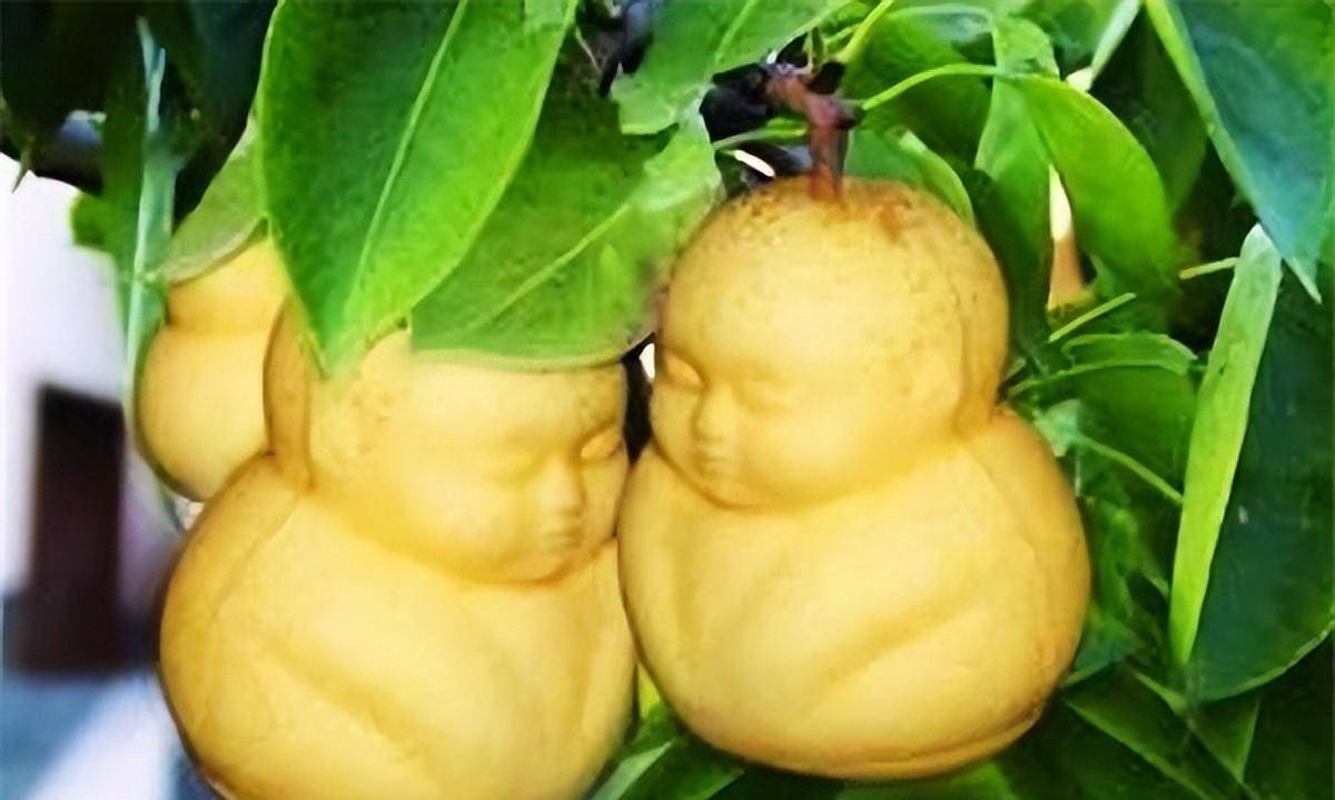 原创人参果树珍贵无比为啥孙悟空偏要推倒火眼金睛发现了不寻常