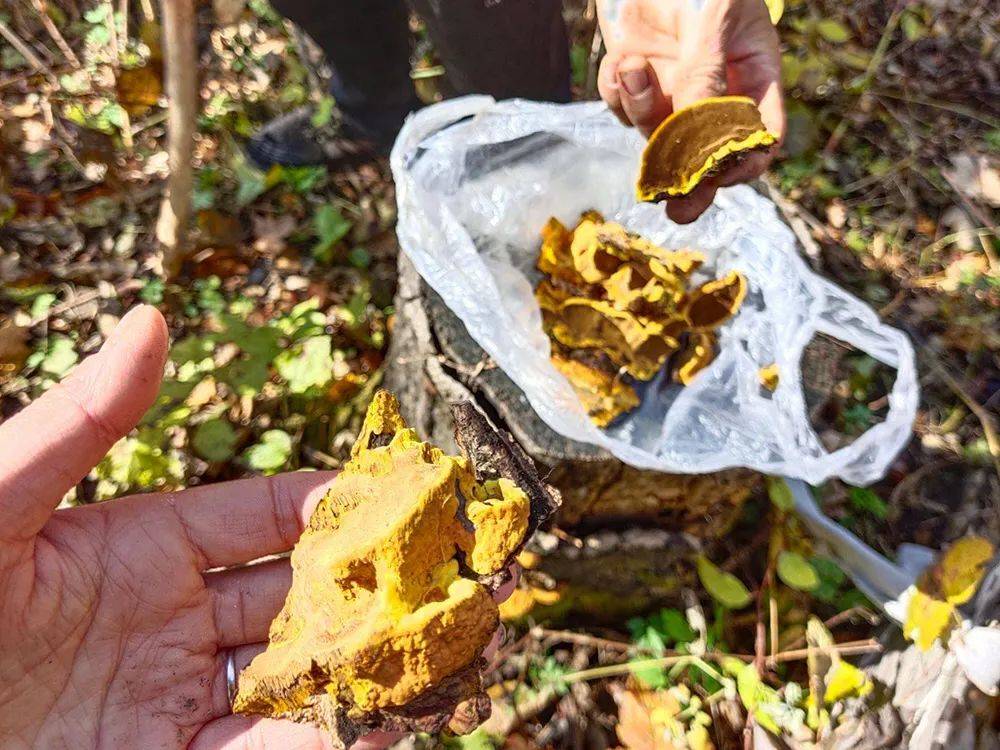 长在桑树上的"金耳朵",若遇见请重视起来,如今价值珍贵千元一斤_桑黄