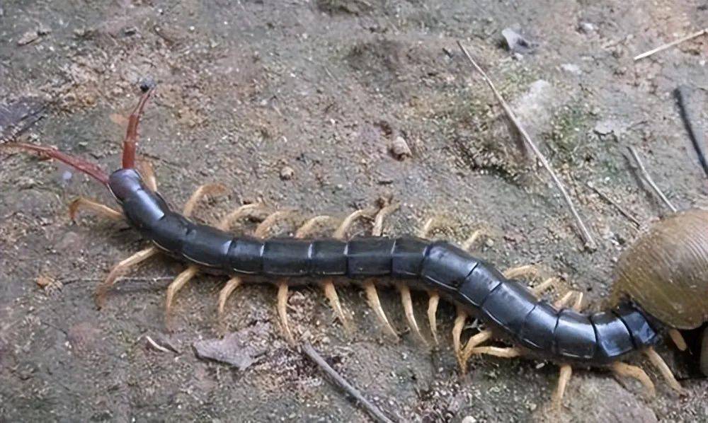 原创蜈蚣叮咬非常疼痛但竟然有一种蛇敢嗑它令人匪夷所思