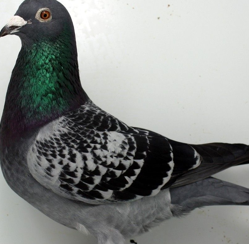 种鸽配对,近亲配对与杂交配对的联系_鸽子_办法_时候