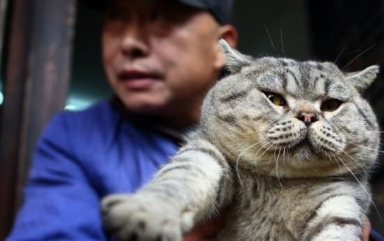 的人再多,大师兄依旧一副从容淡定的模样~很多游客都会准备上一点猫粮