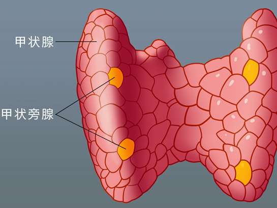 甲状旁腺解剖位置图片图片