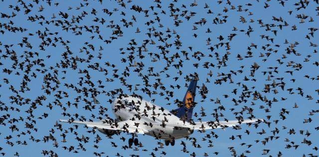 原创鸟撞上正在飞行的飞机后果有多严重看完大开眼界