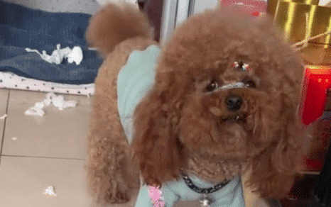 原创小泰迪被宠坏犯错被主人教育还一脸不服用拆家来发泄心中不满