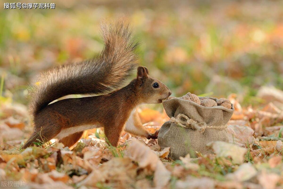 粮食保险揭秘为何松鼠爱储藏食物