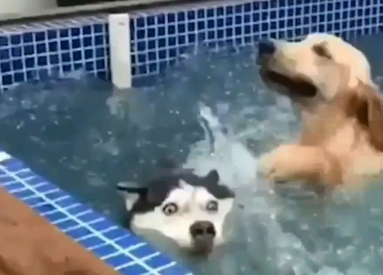 原创狗狗都是怎么游泳的金毛能潜水一分钟柯基能仰面水上漂