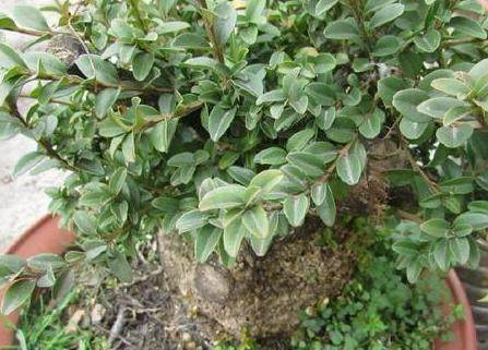 栽了一年的黄杨开花了,盆友说:黄杨开花,幸福全家!