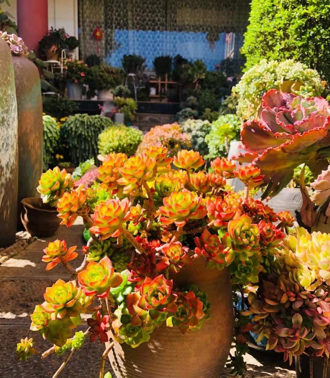 云南一小院子种满多肉太美了