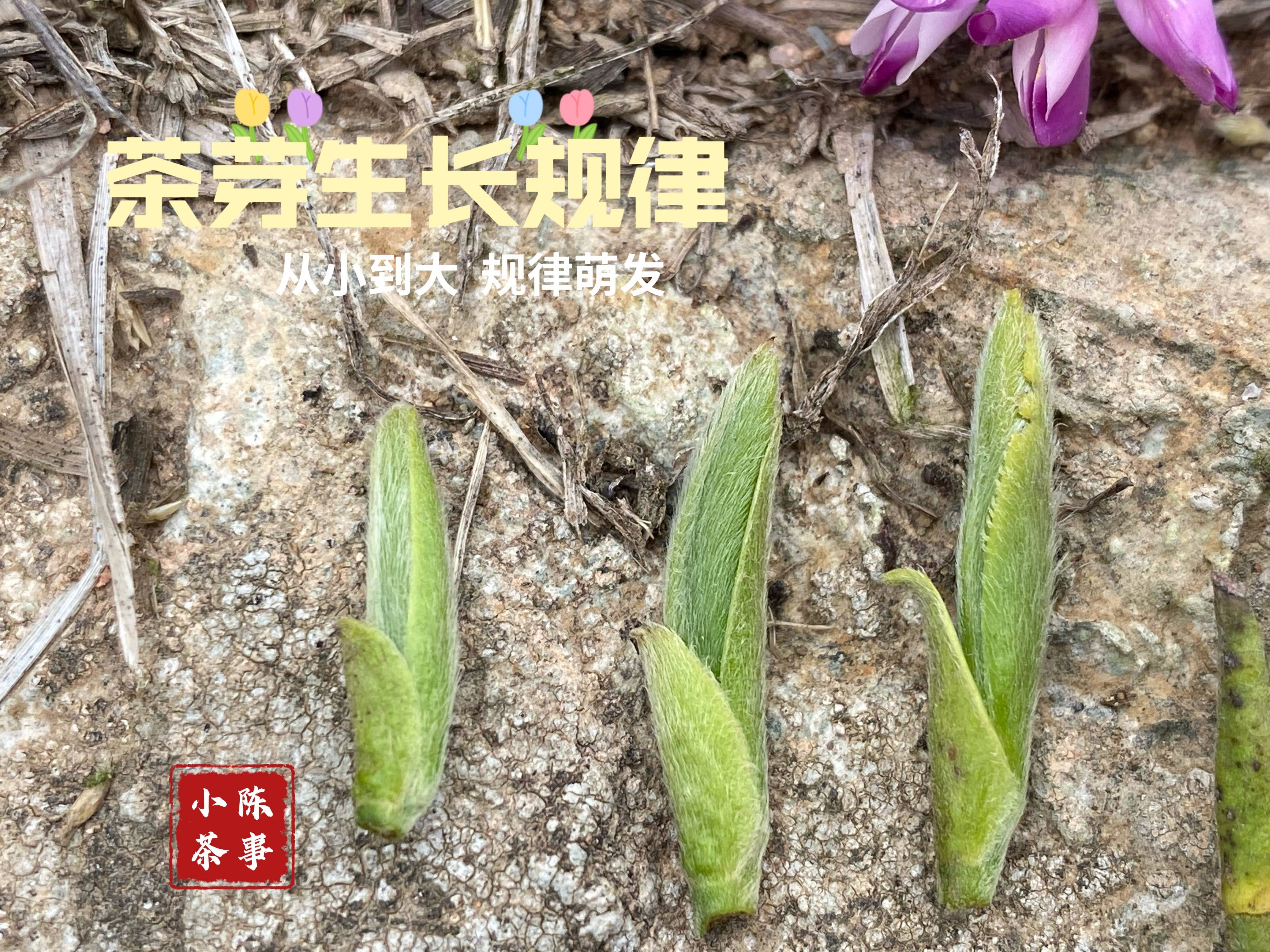 一款白毫银针好不好,这5处细节会给你答案,茶掌柜再也骗不了你_小叶