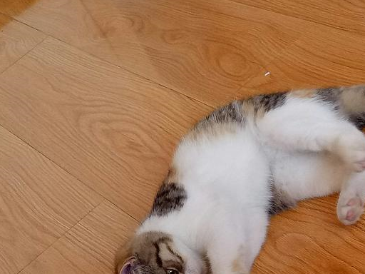 原创折耳猫患上肥厚型心肌病遗传为主要成因之一主人需日常多关注