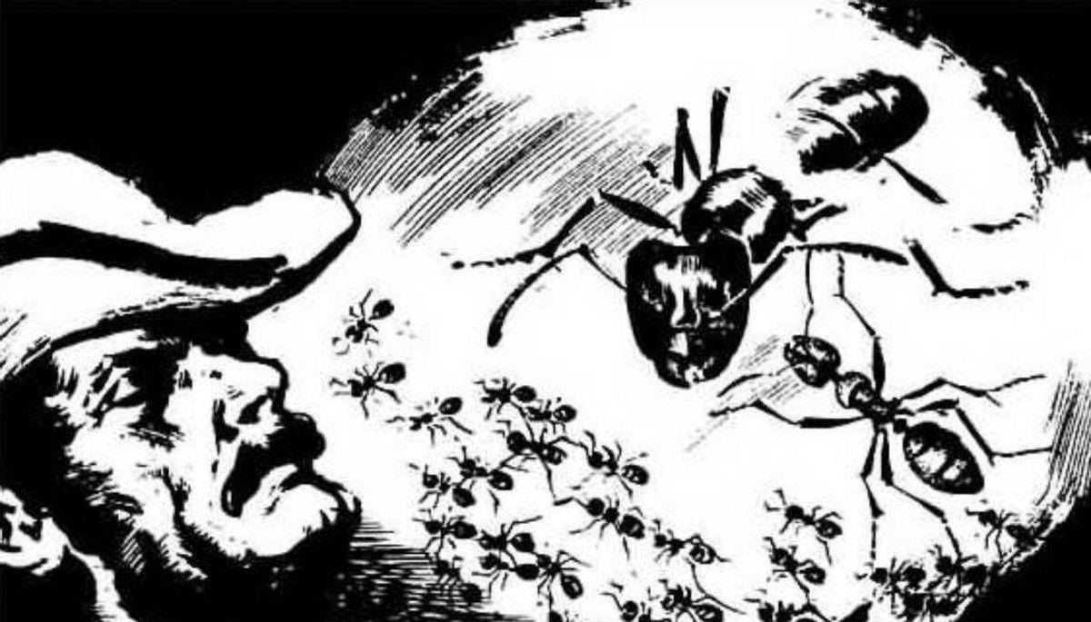 民间故事蚂蚁王国