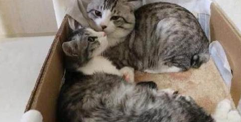 原创20斤的流浪橘猫出来骗人橘猫吃完赶紧去找下一家接着吃