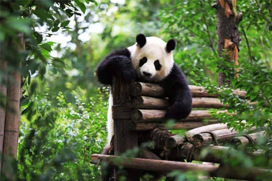 缤客2024中国好客目的地榜单与你一同搭上开往春天的列车