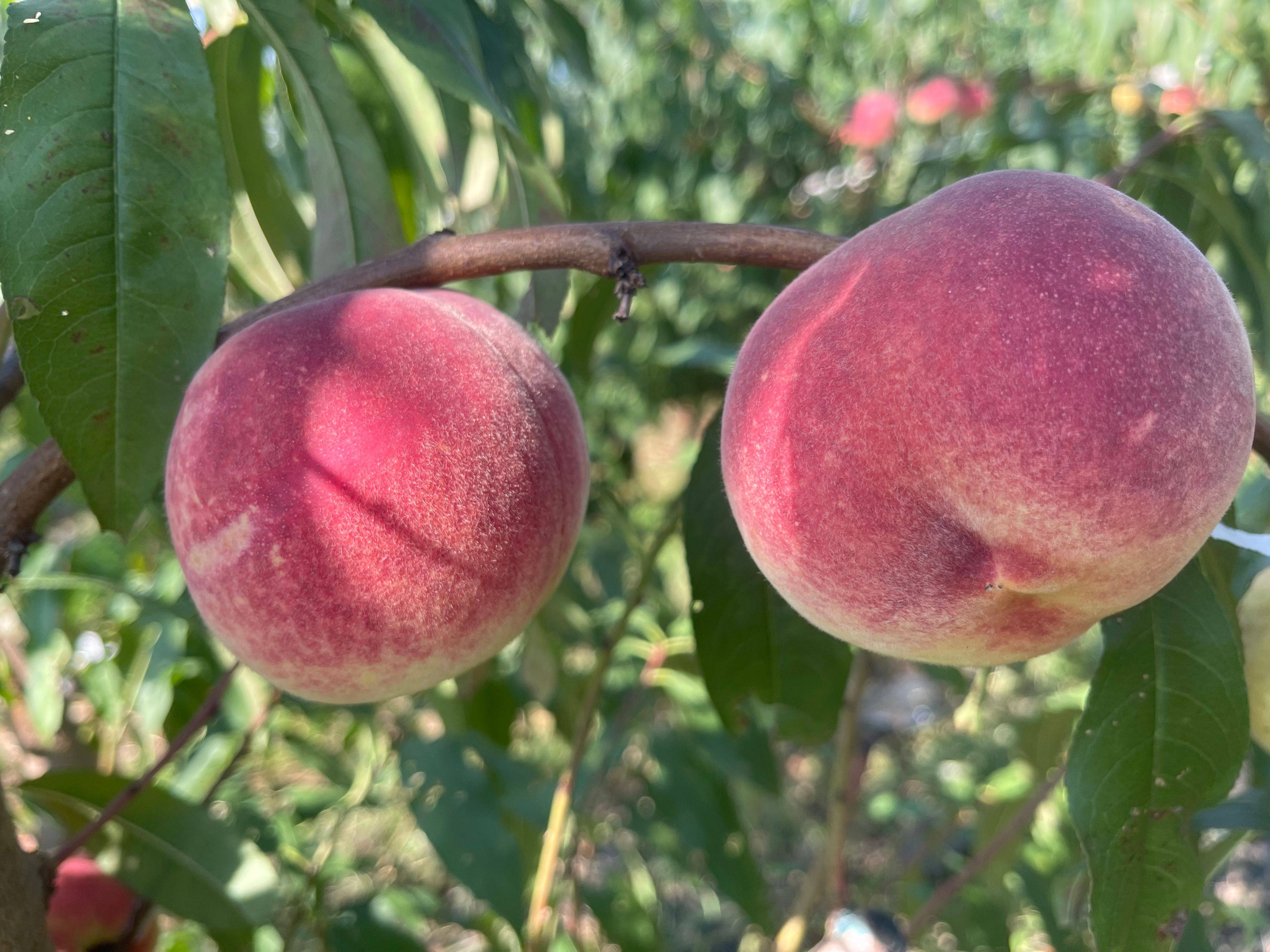 如果丽山桃品味清香爽脆的美味之旅