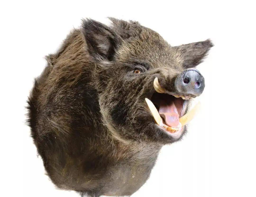 后来的清太祖努尔哈赤,名字翻译成汉语也是"野猪皮".