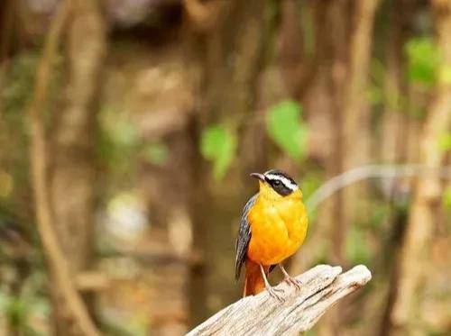 原创典故罗含梦鸟晋代罗含昼卧梦一七彩鸟入喉此后才藻日新