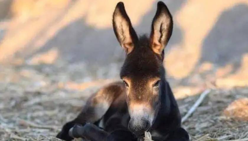 原创山东男童救下野驴1年后少年下落不明野驴报恩为老母亲沉冤昭雪