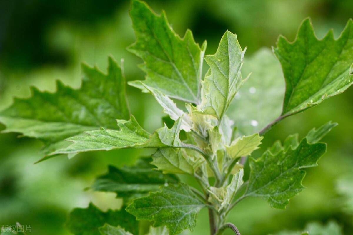 清明前后正是吃野菜的时候这6种野菜鲜有人吃吃过的都当妈了