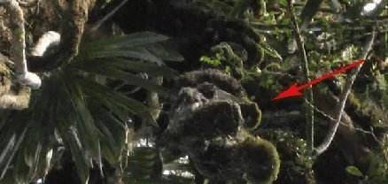 二战最悲惨的一位飞行员，挂树上70年满身杂草无人发现