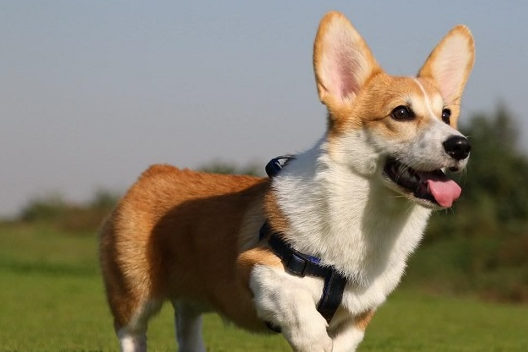狗狗智商排行榜,边牧:不好意思!我也不知道自己这么聪明