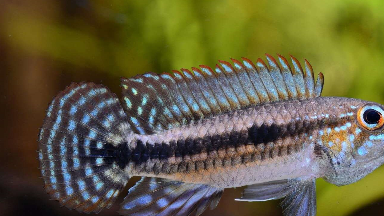 尾鳍_珍宝_公鱼