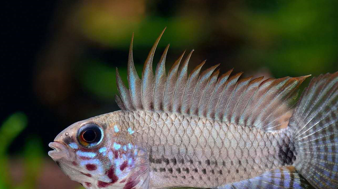 尼格罗河中的美丽精灵——南美短鲷!_尾鳍_珍宝_公鱼