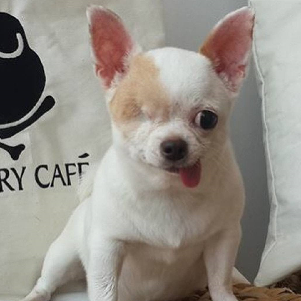 居住在泰国的吉娃娃"yogurt",人称独眼海盗狗,全因它只有一只眼睛.