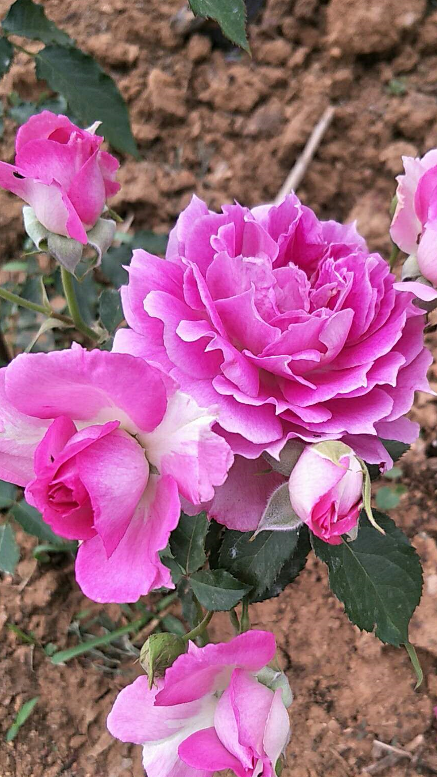 对于一些喜阴的花草,比如红掌,白掌之类的,空气湿度太低时,花苞就不