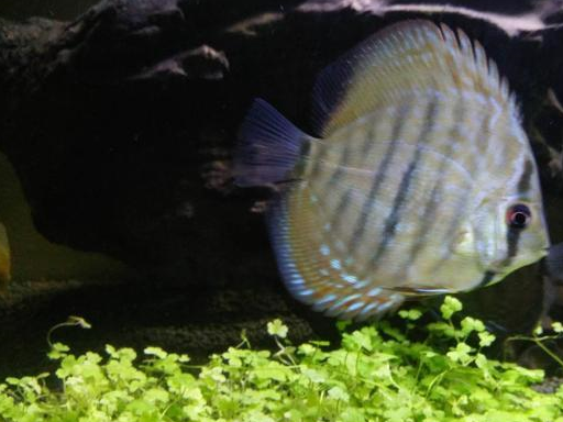 原创购买观赏鱼时如何去仔细观察观赏鱼的体表有无异常