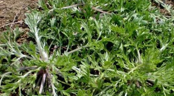 口干口苦小便黄春天湿气重试试陈皮茵陈蜜枣汤