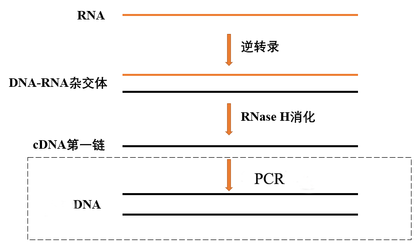 常用pcr技术及原理