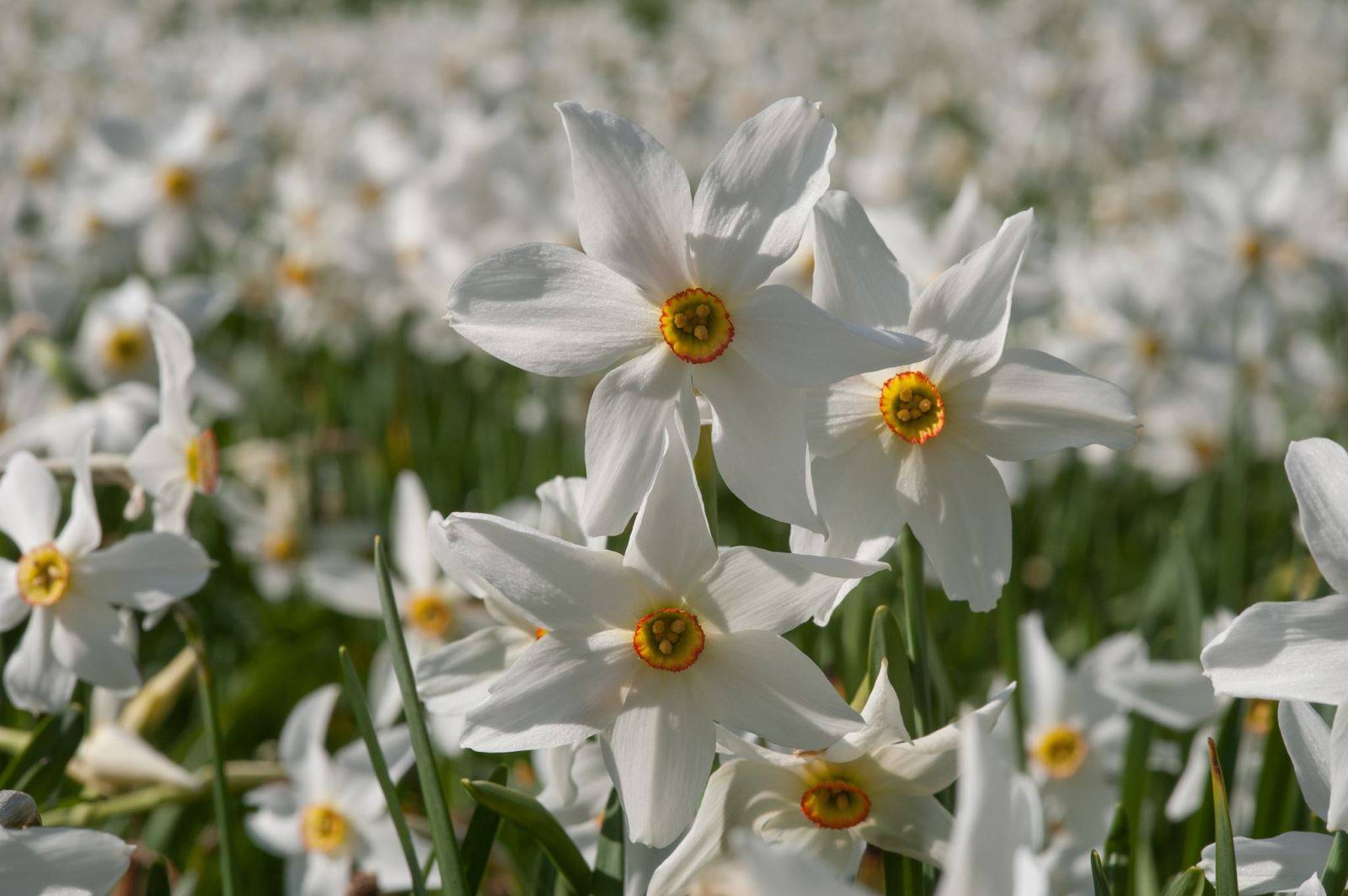 花漾春日来斯洛文尼亚邂逅浪漫花景
