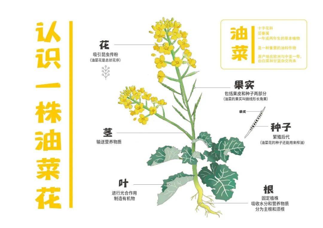 油菜花的解剖结构图图片