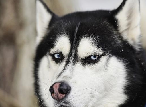 原创哈士奇戴着铁链竟把水泥墙磨坏了主人这狗精力太旺盛