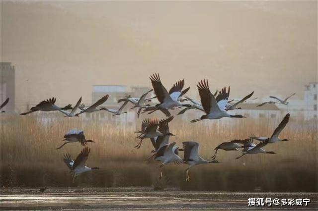 贵州威宁草海黑颈鹤开启北迁之旅