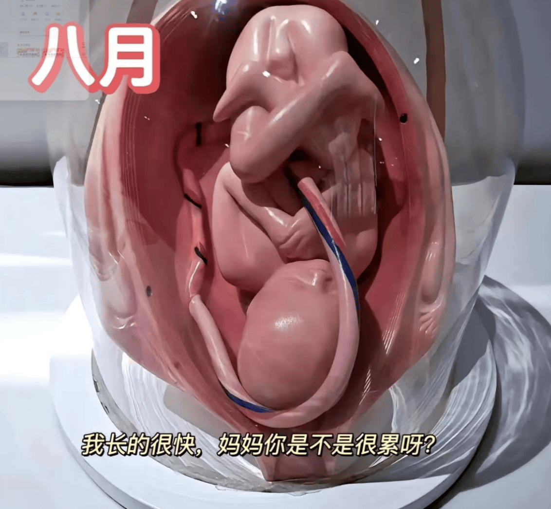 胎儿1到10个月的发育过程图,更加真实的感受胎儿的成长变化