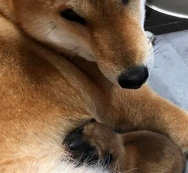 医生诊断柴犬没怀孕可半夜就生出了狗崽