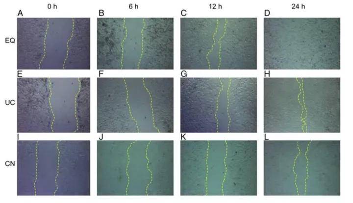 来了来了细胞划痕实验流程及经验分享