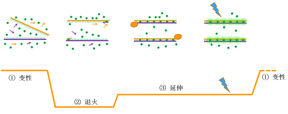 pcr技术图解引物延伸图片