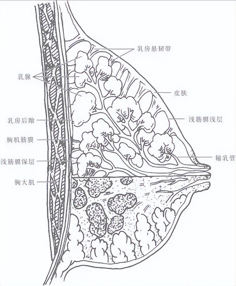 女性乳房图片节假图片