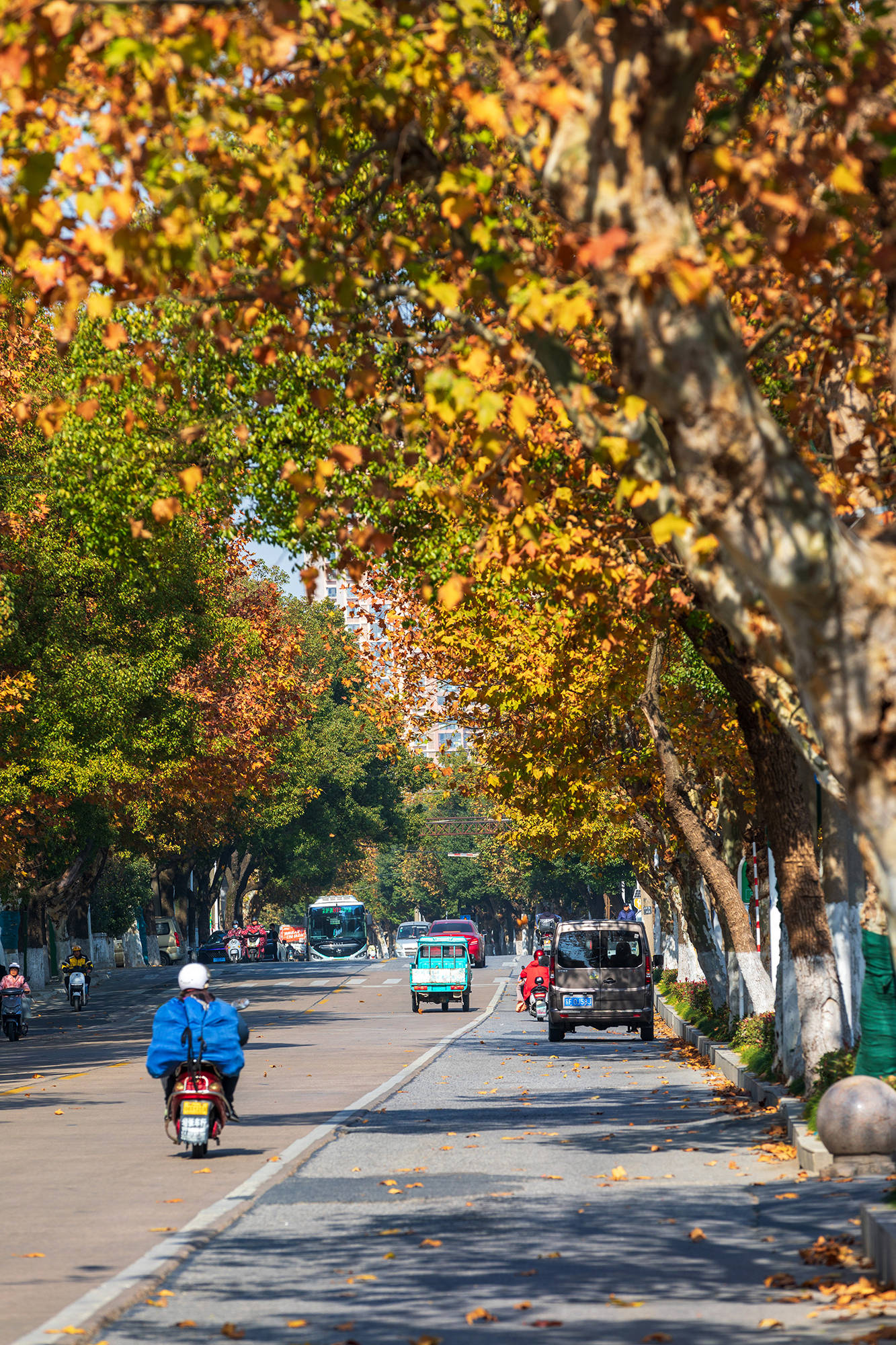 齐门北大街的法桐树藏着一座城最初的记忆