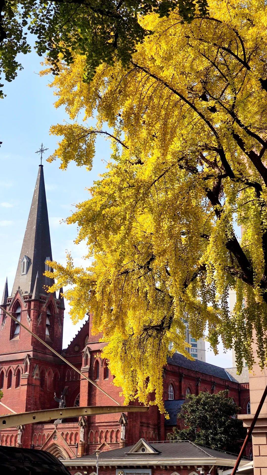 华泾镇华浦村桂花古树,银杏古树,美罗城银杏古树,桂林公园黄荆古树等