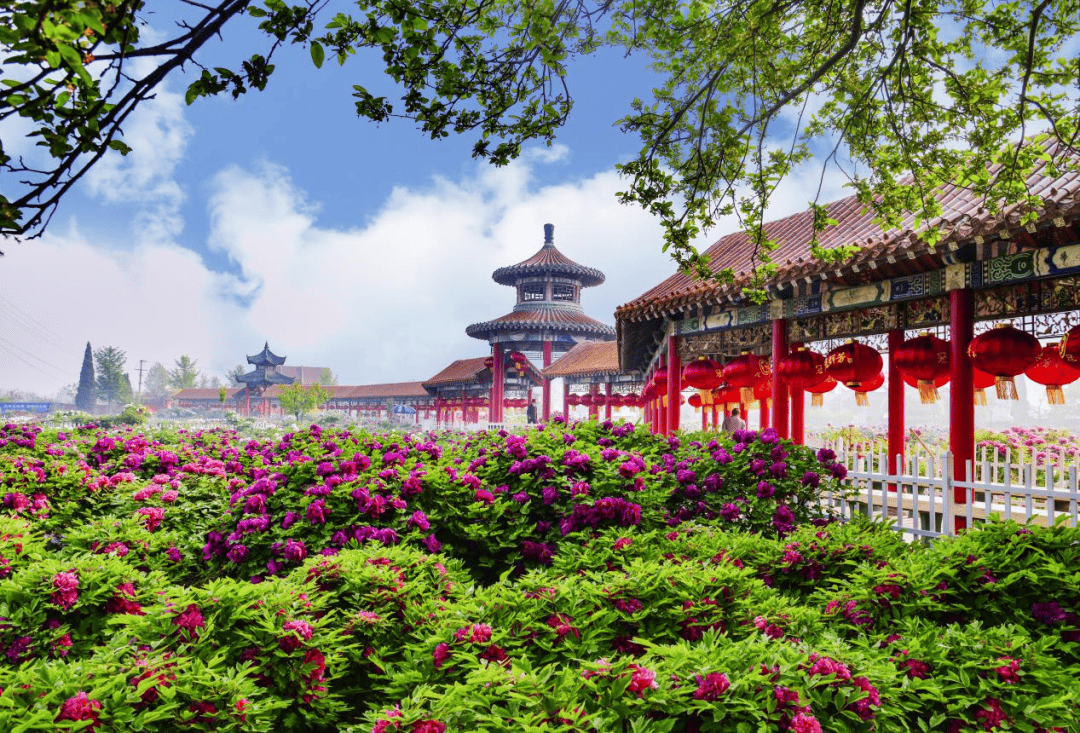 哪里牡丹最好看老菏泽人带你玩转各大牡丹园