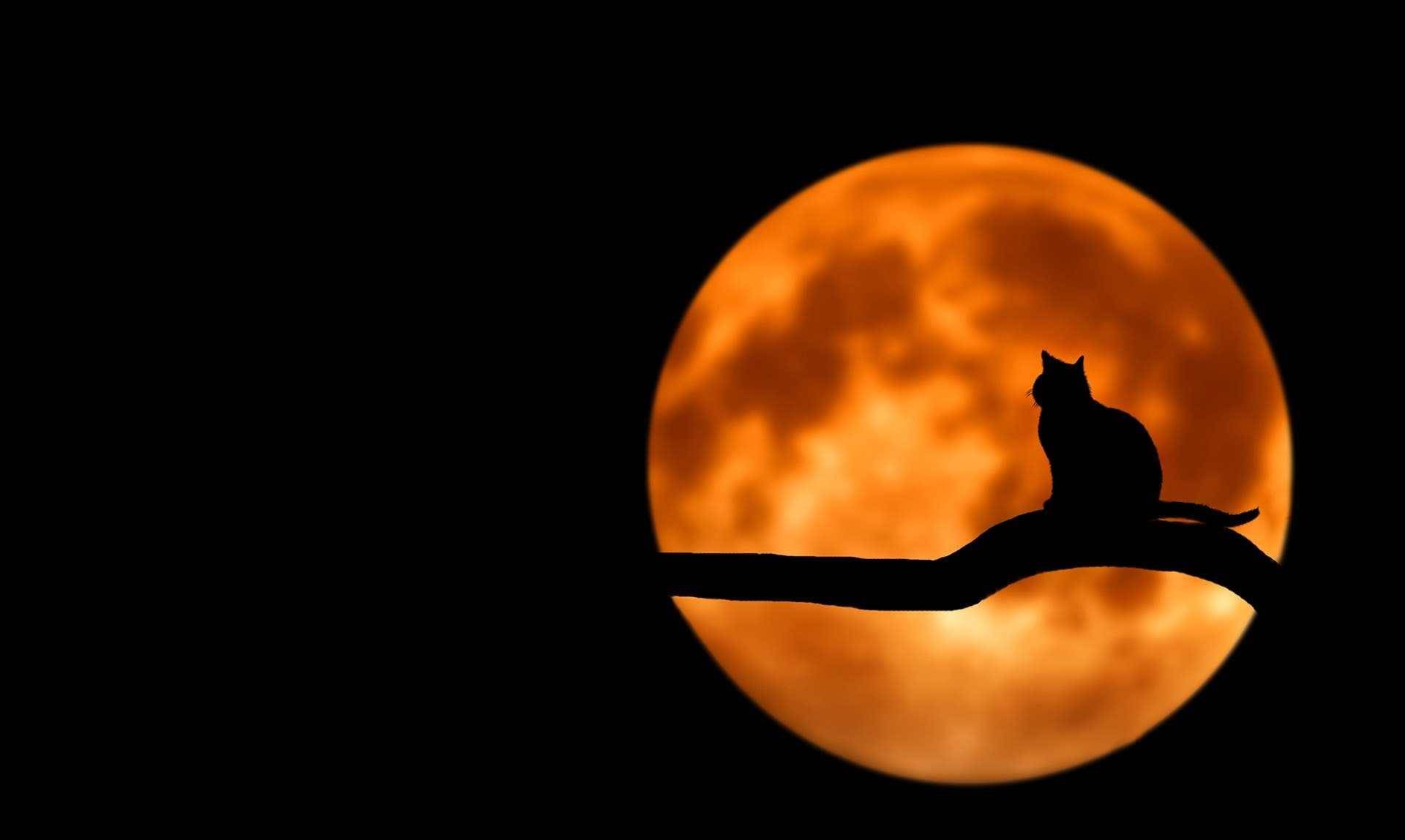 黑色大丽花混乱年代下扭曲的人心比案件本身更黑暗