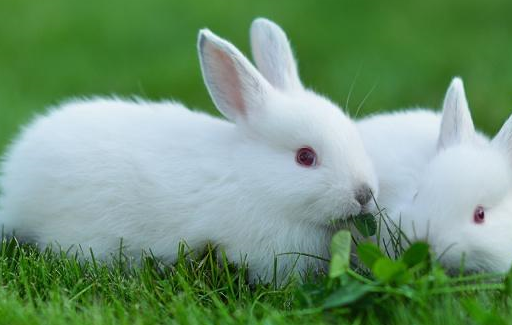 兔子爱吃进口牧草不是崇洋媚外,主要还是加工工艺问题