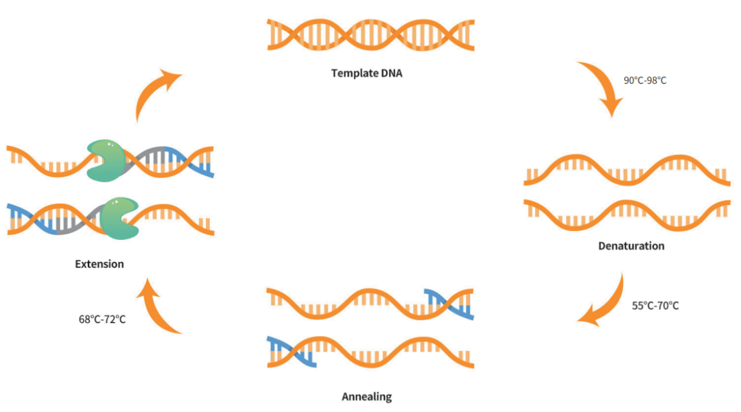 pcr技术三轮循环画图图片
